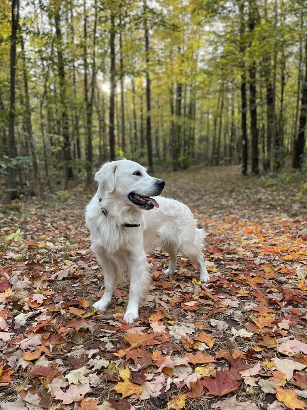 Taco - Chief Entertainment Officer